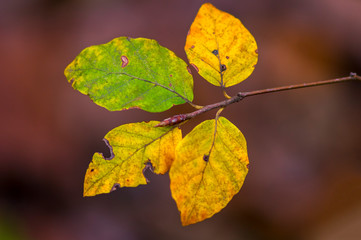 golden colored autumn leaves in nature