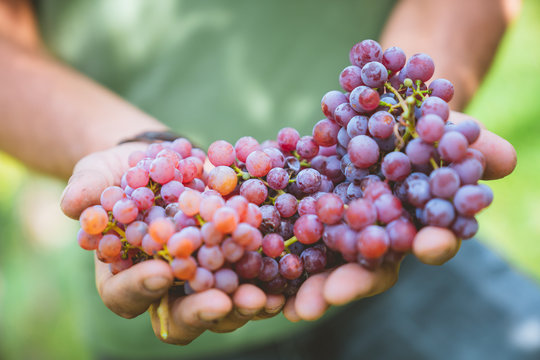 Traminer in hand