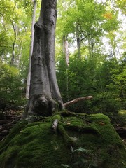 Fototapeta premium tree in forest