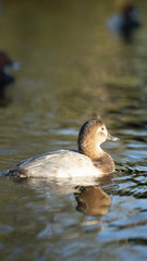 Fotografia naturalistica toscana