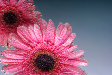 pink gerbera flowers, with air bubbles on the petals, under water, on a multi-colored background....