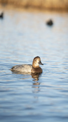 Fotografia naturalistica toscana