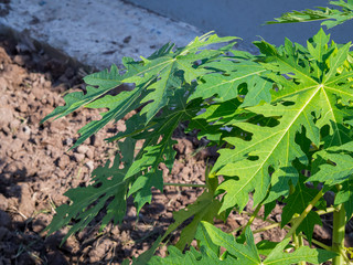 Papaya tree in the soil