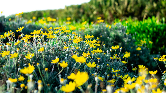Yellow Chrysanthemum Flower Focused on the middle of the picture, and blurred foreground and background by big apperture on camera lens
