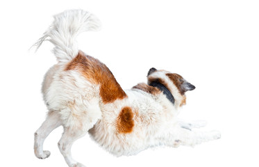 The dog stretching on the white background