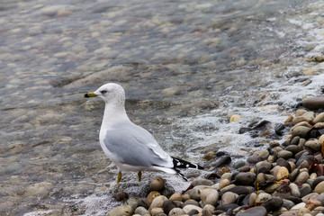 seagull walking down rocky shoreline 