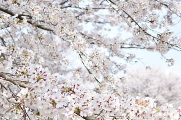 Cherry blossom in spring season