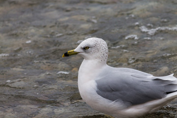 seagull sitting in water