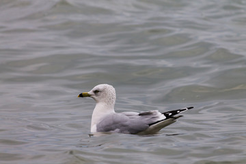 seagull sitting in water