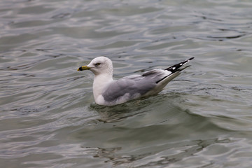 seagull sitting in water