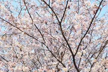 Cherry blossom in spring season