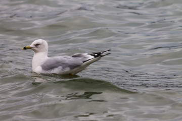 Obraz premium seagull sitting in water