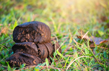 Fresh cow dung is a solid cow cattlecomposed of a fraction of the plant that the animal eats It can...
