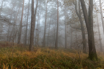 Herbst Wald und Nebel