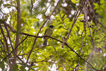 Black headed Berryeater photographed in Linhares, Espirito Santo. Southeast of Brazil. Atlantic...