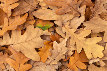 Background Created From Dry Brown Oak Autumn Leaves