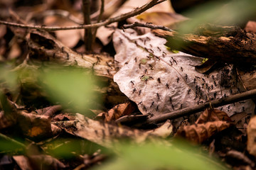 Army ants photographed in Linhares, Espirito Santo. Southeast of Brazil. Atlantic Forest Biome. Picture made in 2013.