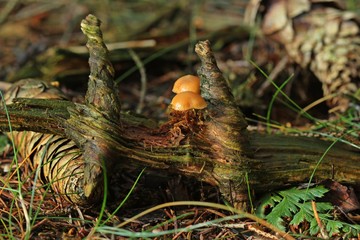 Gift-Häubling (Galerina marginata) auf Fichtenholz