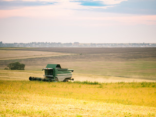 Fototapeta premium The harvester harvests from the field