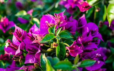 Blooming bougainvillea, Purple bougainvillea Flower
