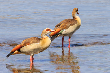 Two Egyptian goose in the water