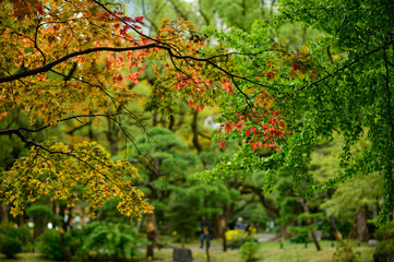 色づき始めの紅葉　日比谷公園