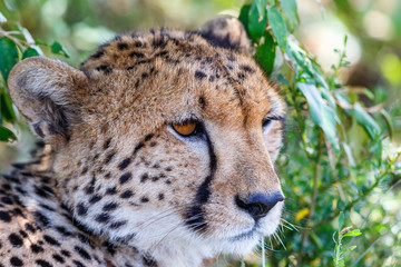 Cheetah portrait in the shade under a bush