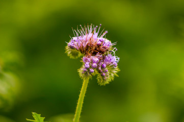 golden colored autumn leaves in nature