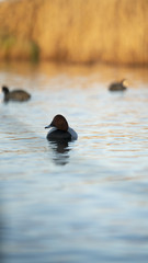 Fotografia naturalistica toscana
