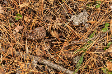 Close up Background Created From of Fir Needles and Cone