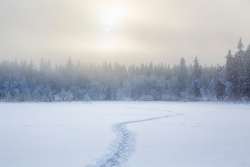 Footprints in the snow to the forest in a cold winter landscape