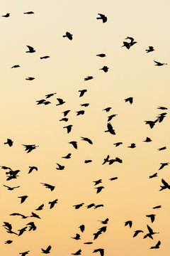 Silhouettes of a bird flock in the evening sky