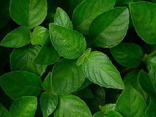 Fototapeta na wymiar Close up Bell weed (Ruellia prostrata) plant.