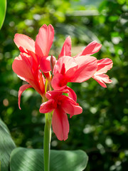 Pink Indian shot flower.