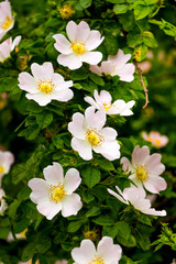 Light pink rose hips on a bush among green leaves_