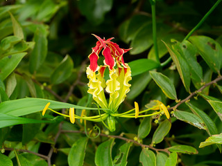 Flame lily flower. (Gloriosa superba)