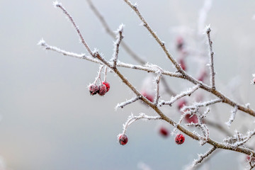 Rosehip branch with berries covered with frost on a blurred background_
