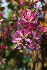 Blooming Nerium oleander flowers on small tree.