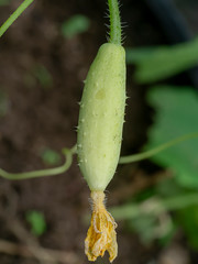 Close up of cucumber flower.
