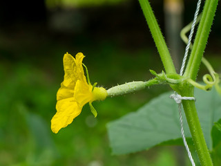 Close up of cucumber flower.