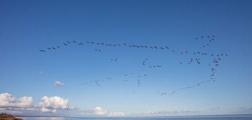 Migrating Geese at The Suffolk Coast