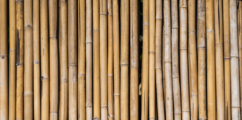 Dry bamboo fence texture or background. Eco natural background concept.