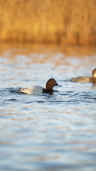 Fotografia naturalistica toscana