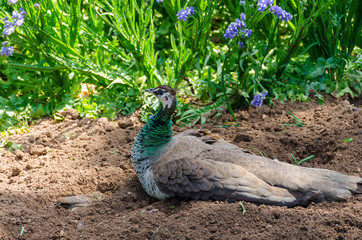 Peacock and chicks in the nest