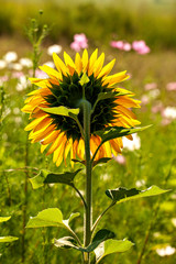 Sunflower in a field in the sunshine up close from behind