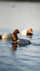 Fotografia naturalistica toscana