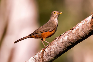 Rufous bellied Thrush photographed in Linhares, Espirito Santo. Southeast of Brazil. Atlantic Forest Biome. Picture made in 2013.