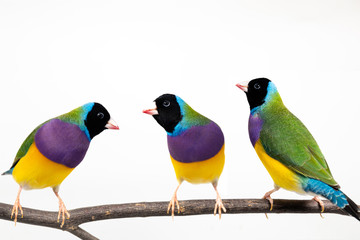 Gouldian finch Bird