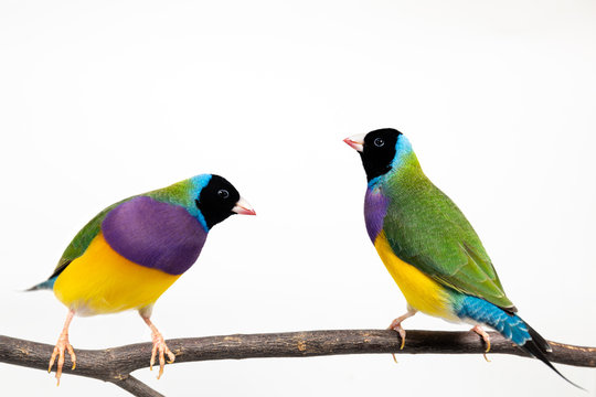 Gouldian finch Bird