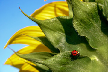 A sunflower very close up with a bright red ladybug or ladybird 